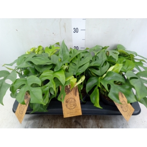Monstera   ...