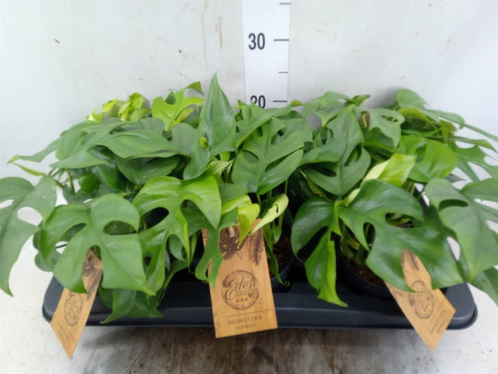 <h4>Monstera   ...</h4>