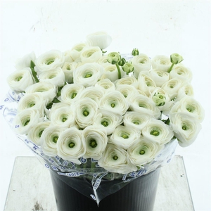 Ran Su Sr Alaska Super