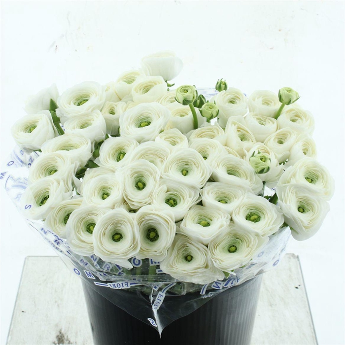 <h4>Ran Su Sr Alaska Super</h4>