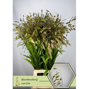 CHASM LATIFOLIUM