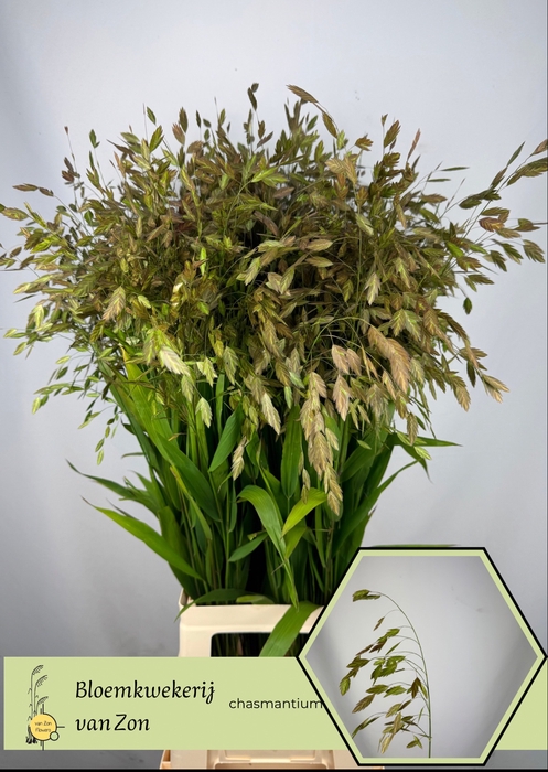 <h4>CHASM LATIFOLIUM</h4>