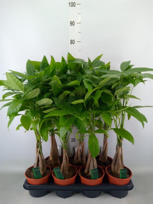 <h4>Pachira aquatica</h4>