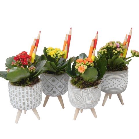 <h4>PTBTS5230 Arrangementen kamerplanten</h4>