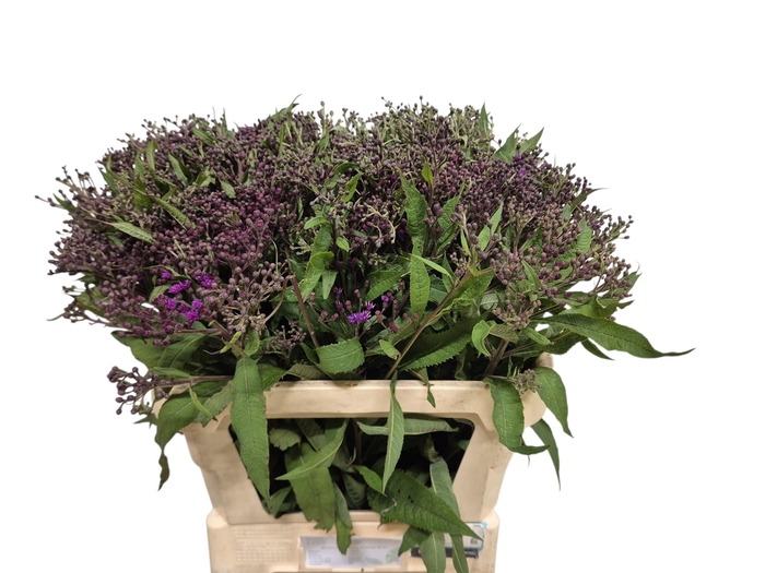 <h4>VERNONIA CRINITA</h4>
