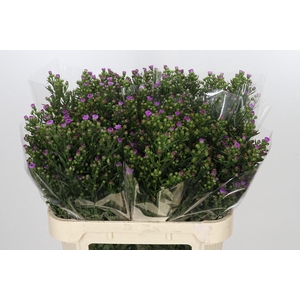 Aster Casamare