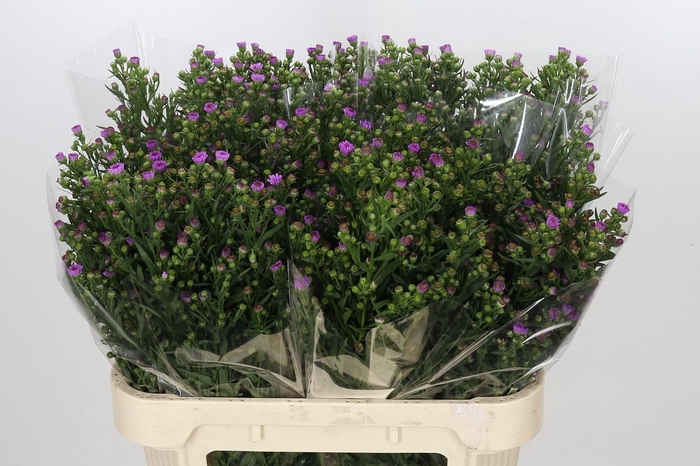 <h4>Aster Casamare</h4>