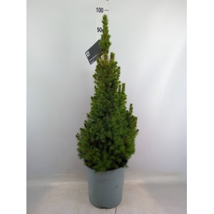 Picea glauca 'Conica'