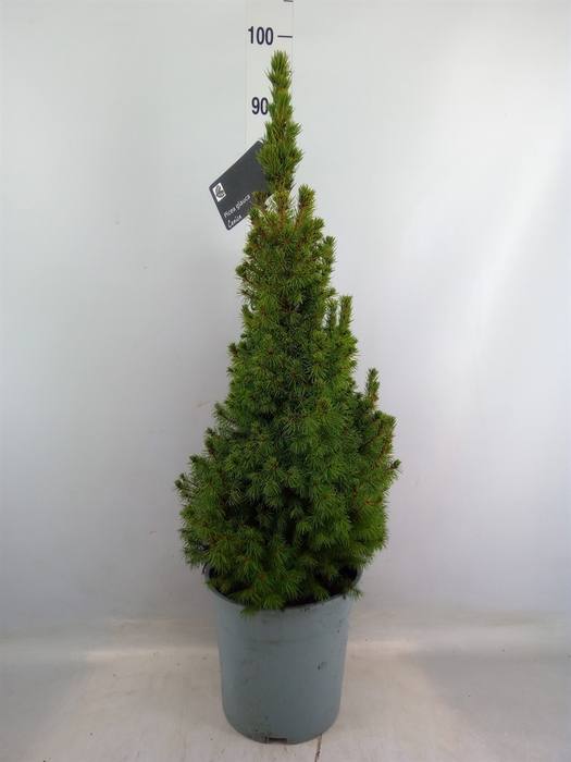 <h4>Picea glauca 'Conica'</h4>