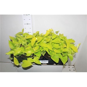 Epipr Golden Pothos
