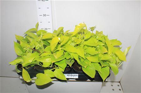 <h4>Epipr Golden Pothos</h4>
