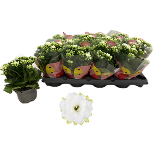 !! PROMO !! KALAN CALAN WHITE QUEEN