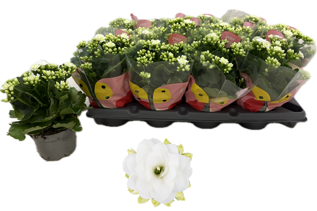 <h4>!! PROMO !! KALAN CALAN WHITE QUEEN</h4>