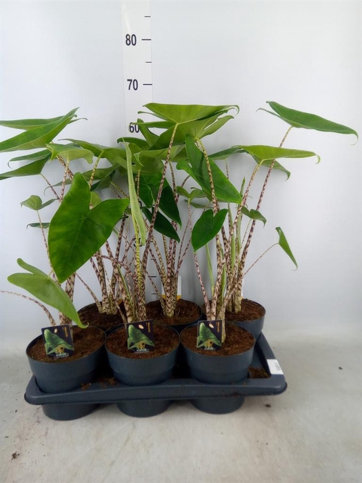 <h4>Alocasia zebrina</h4>