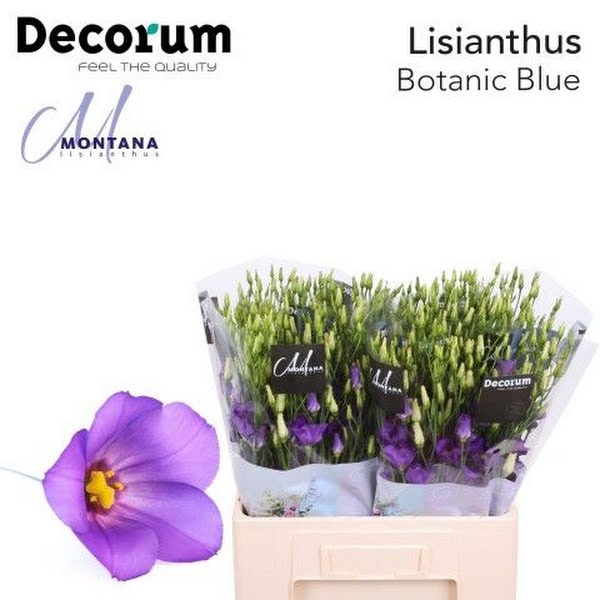 <h4>Eust Botanic Blue 60 cm</h4>