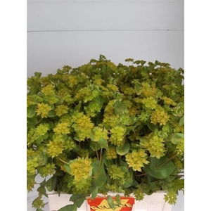 Bupleurum Gr Per Bos