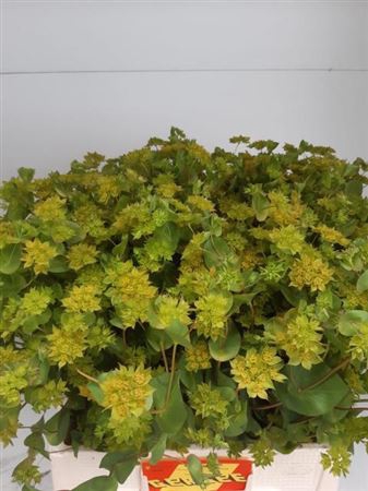 <h4>Bupleurum Gr Per Bos</h4>