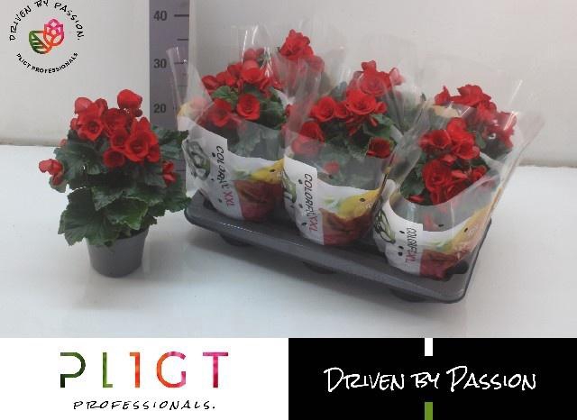 <h4>BEG DU BALADIN</h4>