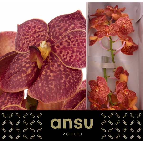 <h4>Vanda Fire Red</h4>