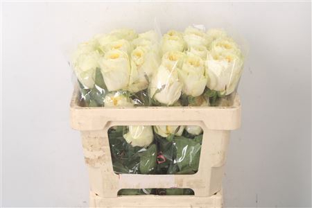 <h4>R Gr Ec Antonia Garden</h4>