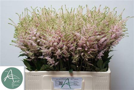 <h4>ASTIL JA EUROPA</h4>