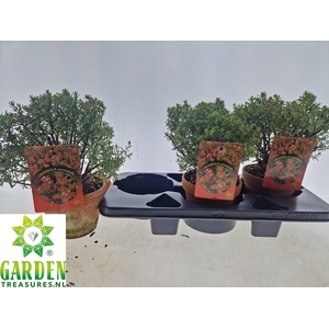 BONSAI OV