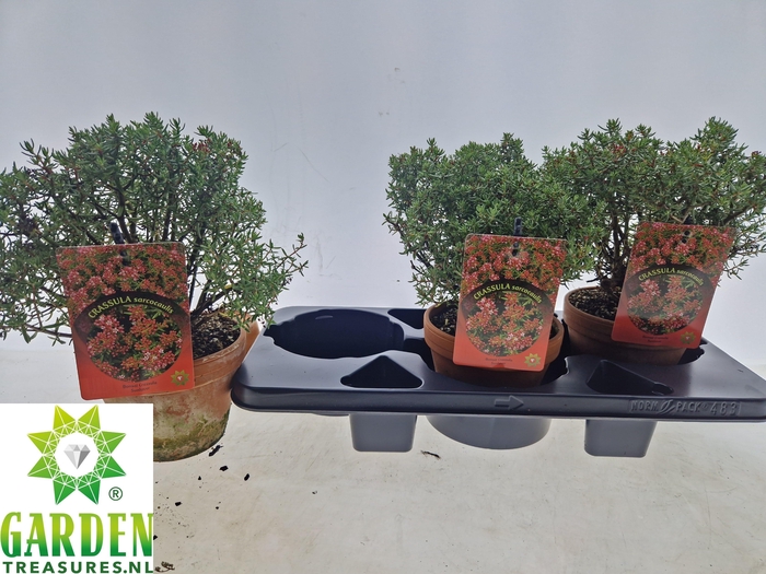 <h4>BONSAI OV</h4>