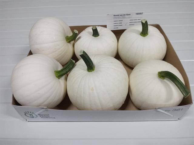 <h4>CUC PEPO BABY BOO X-TRA WHITE</h4>