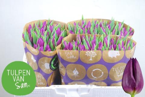 <h4>TU EN LAPTOP</h4>