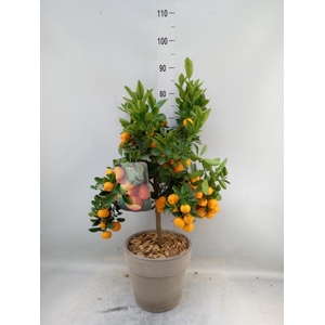 Arr.   Tuinplanten H%
