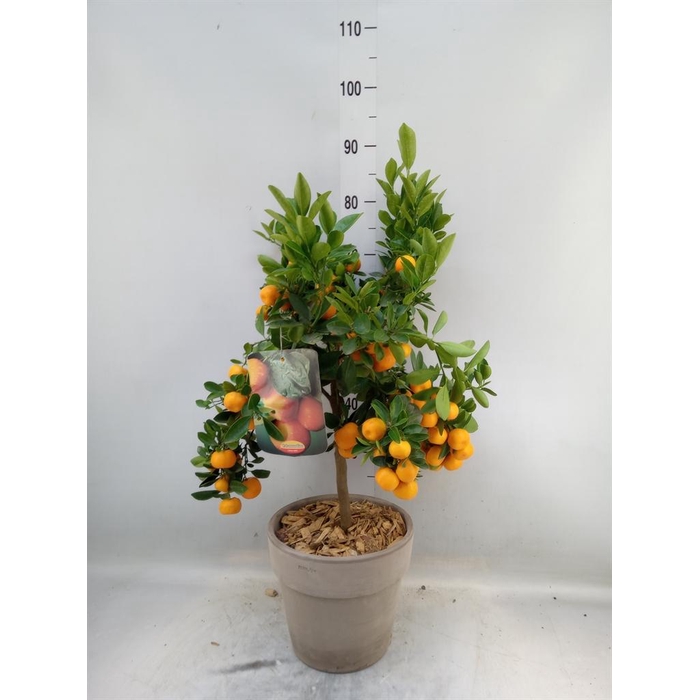 <h4>Arr.   Tuinplanten H%</h4>