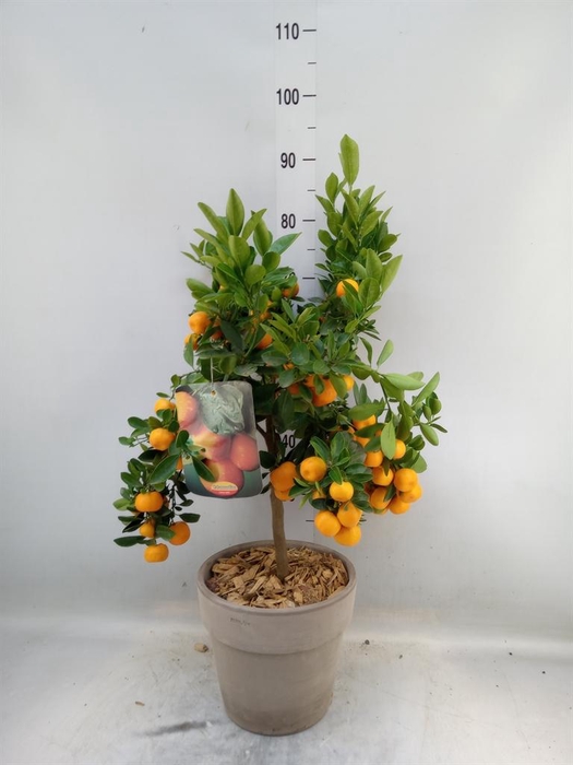 <h4>Arr.   Tuinplanten H%</h4>