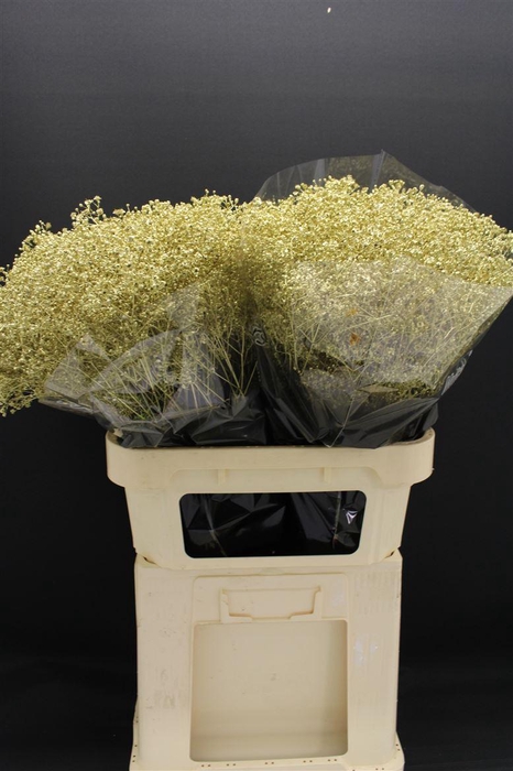 <h4>Gyps Fijn Goud</h4>