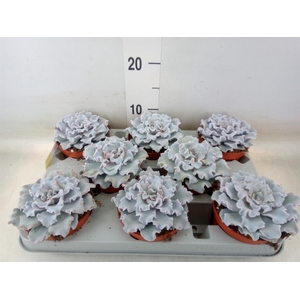 Echeveria   ...