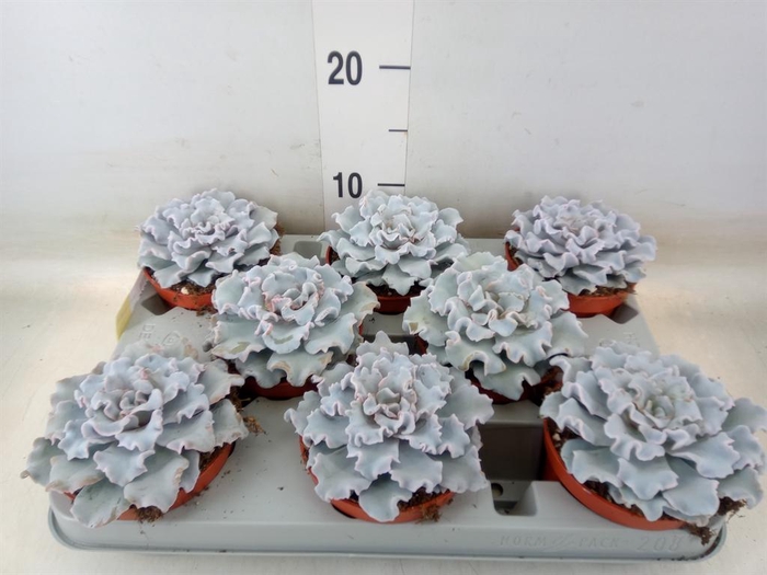 <h4>Echeveria   ...</h4>