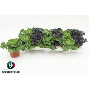 BRASSICA (SIERKOOL)
