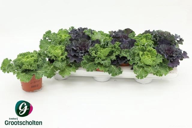 <h4>BRASSICA (SIERKOOL)</h4>