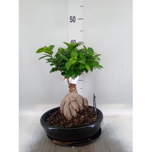 Ficus microcarpa 'Ginseng'