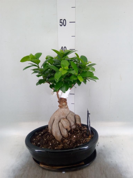 <h4>Ficus microcarpa 'Ginseng'</h4>