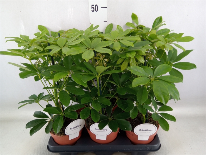 <h4>Schefflera arbor. 'Nora'</h4>