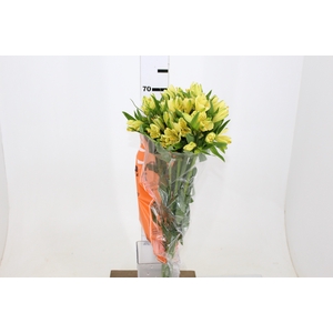 ALSTROEMERIA MELLOW YELLOW 070 CM