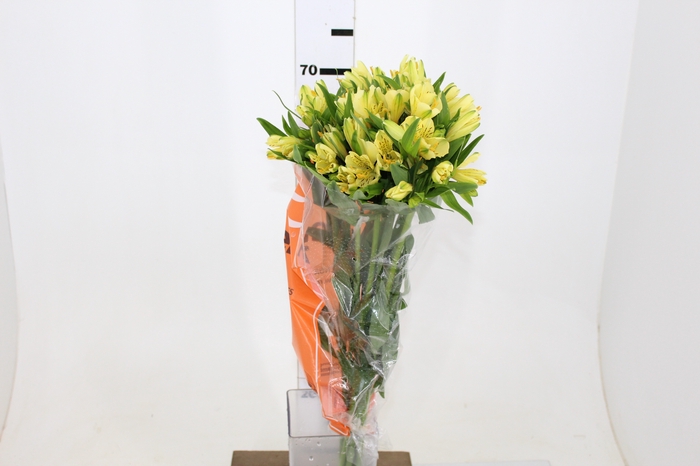 ALSTROEMERIA MELLOW YELLOW 070 CM