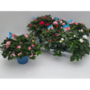 RHODO SI V GEM 6 SRT