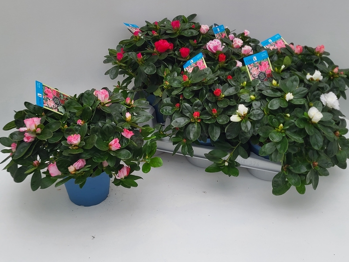 <h4>RHODO SI V GEM 6 SRT</h4>