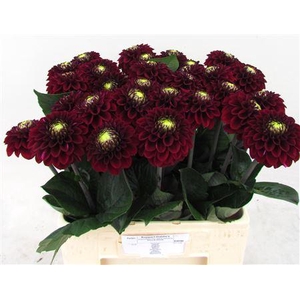 Dahlia Black Fox