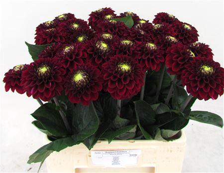 <h4>Dahlia Black Fox</h4>