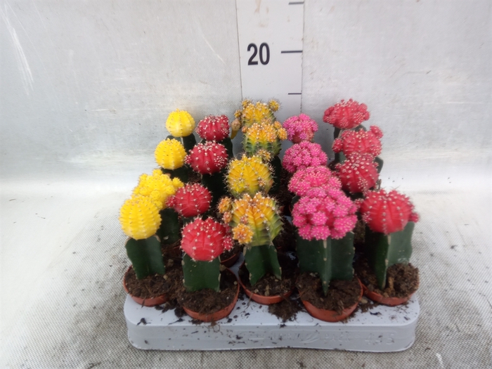 <h4>Gymnocalycium mihanov. 'Japan'  mix</h4>