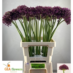 Allium Miami