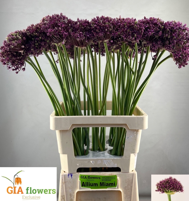 <h4>Allium Miami</h4>