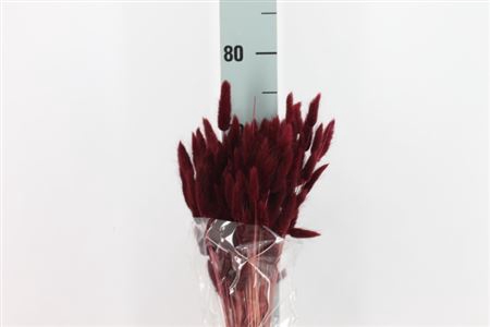 <h4>Dreid Lagurus Bleached Tiffany Bs</h4>